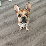 çikko participe au concours pour gagner de l'argent avec cette photo : dog, puppy, french_bulldog, floor, wooden_floor, indoor, pet, looking_up, ears_up, cute, animal, small_dog, brown_dog, person_foot, slipper, home, domestic, young_dog, canine, sitting