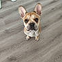 animal, brown_dog, canine, cute, dog, domestic, ears_up, floor, french_bulldog, home, indoor, looking_up, person_foot, pet, puppy, sitting, slipper, small_dog, wooden_floor, young_dog