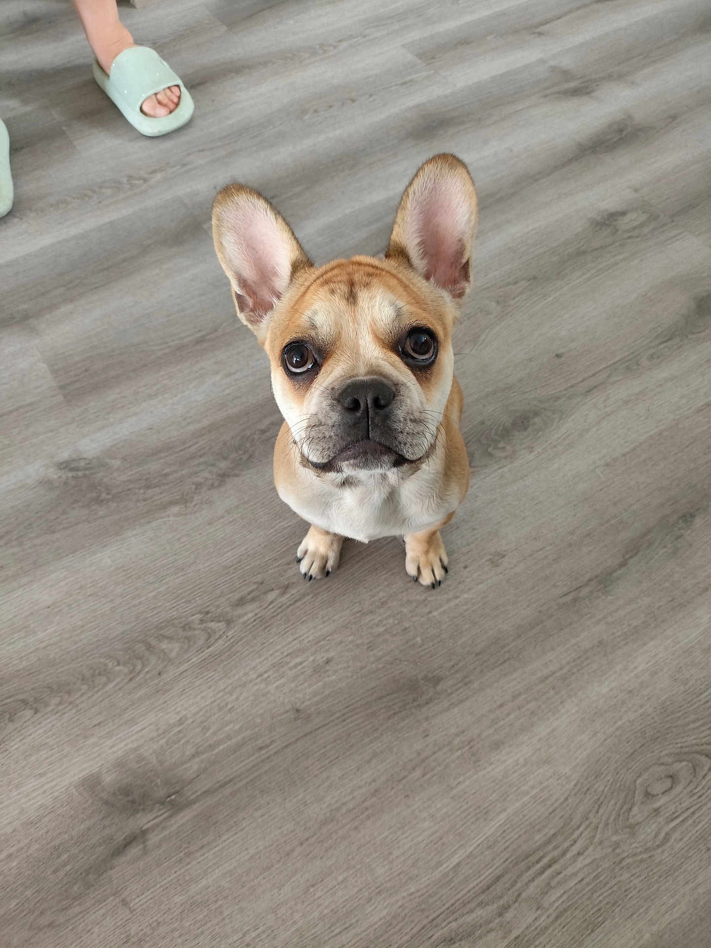 çikko participe au concours pour gagner de l'argent avec cette photo : dog, puppy, french_bulldog, floor, wooden_floor, indoor, pet, looking_up, ears_up, cute, animal, small_dog, brown_dog, person_foot, slipper, home, domestic, young_dog, canine, sitting