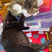Grim is registered to the contest to win money with this photo: cat, black_cat, tabby_cat, laptop, stickers, desk, mouse, pencil, heater, yellow_wall, indoor, feline, resting, paw, clutter, electronics, cozy, pets, animal, sleeping