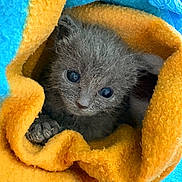 Blu participe au concours pour gagner de l'argent avec cette photo : animal, blanket, blue_blanket, cat, cozy, curious, cute, eyes, fur, gray_cat, indoors, kitten, nestled, paw, pet, resting, small, soft, warm, yellow_blanket