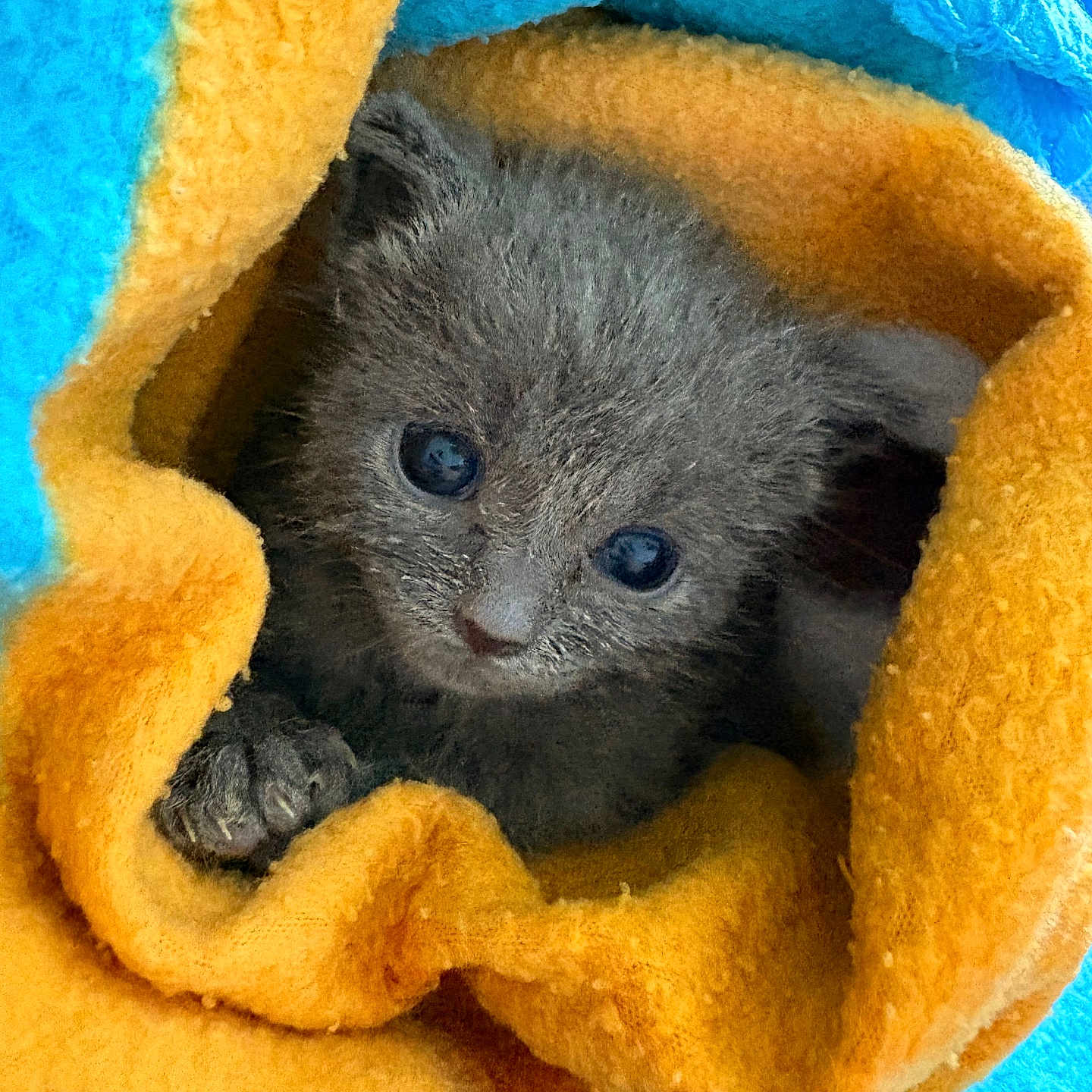 Blu