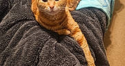 Buddy joined the competition — help win amazing prizes! cat, orange_tabby, bed, blanket, blue_blanket, gray_blanket, carpet, indoor, pet, feline, relaxed, paw, fur, animal, cozy, resting, looking, cute, domestic, warm