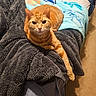 cat, orange_tabby, bed, blanket, blue_blanket, gray_blanket, carpet, indoor, pet, feline, relaxed, paw, fur, animal, cozy, resting, looking, cute, domestic, warm