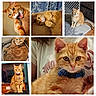 cat, orange_tabby, collage, indoor, pet, feline, cute, yawning, curious, relaxed, fur, whiskers, collar, eyes, sitting, lying_down, home, cozy, animal, portrait
