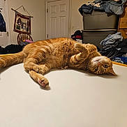Buddy is registered to the contest to win money with this photo: cat, orange_tabby, table, indoor, furniture, clothing, dresser, poster, chair, door, relaxed, pet, fur, whiskers, curious, lying_down, room, household, cozy, cluttered