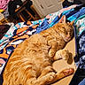Buddy is registered to the contest to win money with this photo: cat, orange_tabby, sleeping, cardboard_box, blanket, cozy, indoor, furniture, clothing, paws, pink_paw_pads, relaxed, pet, domestic_cat, fur, whiskers, napping, home, comfort, tabby_stripes