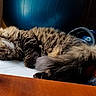 Nala joined the competition — help win amazing prizes! cat, tabby, sleeping, fluffy, indoor, pet, feline, resting, cozy, wooden_furniture, exercise_ball, light, shadow, relaxation, close_up, animal, whiskers, tail, fur, quiet