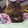 Nala joined the competition — help win amazing prizes! cat, tabby, fluffy, pet, animal, indoor, bed, blanket, cozy, fur, whiskers, relaxed, cute, mammal, sleepy, domestic, soft, resting, paws, feline