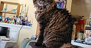 Nala is registered to the contest to win money with this photo: cat, tabby, fluffy, indoor, living_room, plant, shelf, figurines, decor, sofa, blanket, perch, furniture, pet, eyes, tail, cozy, home, curious, portrait