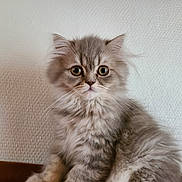 Bloom participe au concours pour gagner de l'argent avec cette photo : kitten, cat, fluffy, gray, pet, animal, feline, indoor, cute, young, fur, whiskers, sitting, portrait, closeup, eyes, face, domestic, texture, wall