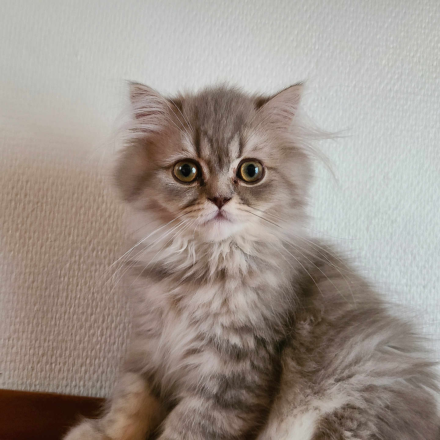 Bloom participe au concours pour gagner de l'argent avec cette photo : kitten, cat, fluffy, gray, pet, animal, feline, indoor, cute, young, fur, whiskers, sitting, portrait, closeup, eyes, face, domestic, texture, wall
