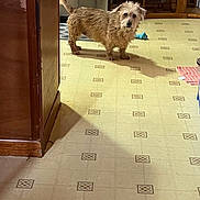 Bentley is registered to the contest to win money with this photo: dog, indoor, floor, linoleum, shadow, furniture, kitchen, pet, curious, brown, scruffy, animal, toy, cabinet, mat, wood, hanging, home, domestic, room