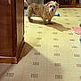 dog, indoor, floor, linoleum, shadow, furniture, kitchen, pet, curious, brown, scruffy, animal, toy, cabinet, mat, wood, hanging, home, domestic, room