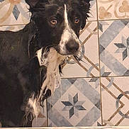 Urus a rejoint le concours — aidez-le/la à gagner de superbes lots ! animal, bathroom, black_and_white, canine, closeup, cute, dog, ears, expression, face, floor, fur, indoor, looking, patterned_tiles, pet, portrait, tiles, wall, wet