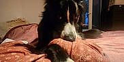 Urus a rejoint le concours — aidez-le/la à gagner de superbes lots ! animal, bed, bedroom, canine, collie, couch, cushion, dog, door, furniture, homedecor, hound, husky, indoors, interiordesign, linen, pet, puppy, quilt, room