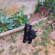 Shakira participe au concours pour gagner de l'argent avec cette photo : dog, black_dog, garden, grass, plants, fence, outdoor, pet, animal, nature, yard, greenery, sunlight, happy, sitting, fur, canine, summer, rustic, leaf