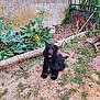 dog, black_dog, garden, grass, plants, fence, outdoor, pet, animal, nature, yard, greenery, sunlight, happy, sitting, fur, canine, summer, rustic, leaf