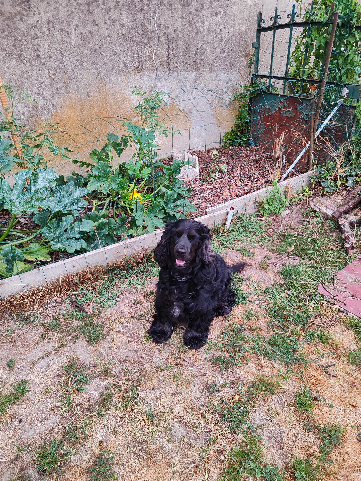 Shakira participe au concours pour gagner de l'argent avec cette photo : dog, black_dog, garden, grass, plants, fence, outdoor, pet, animal, nature, yard, greenery, sunlight, happy, sitting, fur, canine, summer, rustic, leaf