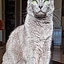 Holly participe au concours pour gagner de l'argent avec cette photo : cat, grey_cat, green_eyes, indoor, pet, feline, sitting, fur, whiskers, domestic_animal, animal, portrait, closeup, household, chair, floor, home, calm, alert, cute