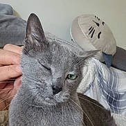 Holly a rejoint le concours — aidez-le/la à gagner de superbes lots ! cat, gray_cat, pet, animal, winking, hand, scratching, cozy, blanket, pillow, cute, relaxed, indoor, feline, whiskers, ears, fur, resting, comfort, domestic