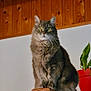 cat, gray_cat, fluffy, pet, indoor, wood_paneling, wood, plant, flowerpot, red_pot, feline, fur, yellow_eyes, curious, sitting, houseplant, interior, wall, texture, animal