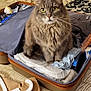 Haribo participe au concours pour gagner de l'argent avec cette photo : cat, suitcase, bed, clothing, jacket, hanger, furniture, lamp, dresser, yellow_eyes, gray_cat, fur, indoor, pet, packing, travel, bedroom, curious, sitting, cozy