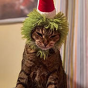 Nay Nay joined the competition — help win amazing prizes! cat, tabby, animal, pet, indoor, holiday, christmas_hat, costume, fur, whiskers, cute, fluffy, portrait, sitting, feline, striped, domestic_cat, headgear, expression, cozy