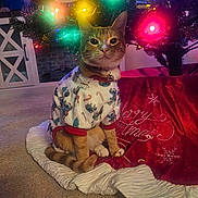 Tink Tink joined the competition — help win amazing prizes! cat, orange_tabby, christmas_tree, holiday_lights, festive_sweater, indoor, carpet, tree_skirt, merry_christmas, decorations, pet, christmas, festive, cute, holiday, animal, sitting, cozy, colorful_lights, ornament
