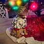 cat, orange_tabby, christmas_tree, holiday_lights, festive_sweater, indoor, carpet, tree_skirt, merry_christmas, decorations, pet, christmas, festive, cute, holiday, animal, sitting, cozy, colorful_lights, ornament