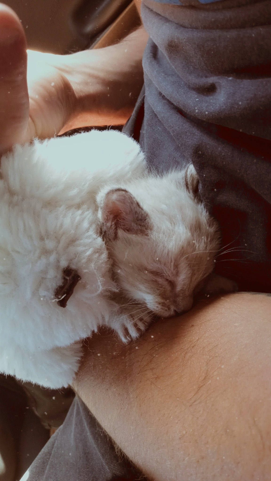 Mino a rejoint le concours — aidez-le/la à gagner de superbes lots ! canidae, carnivore, claw, comfort, companion_dog, dog_breed, ear, fawn, felidae, foot, fur, nap, paw, puppy, sleep, small_to_medium_sized_cats, snout, sporting_group, toy_dog, whiskers