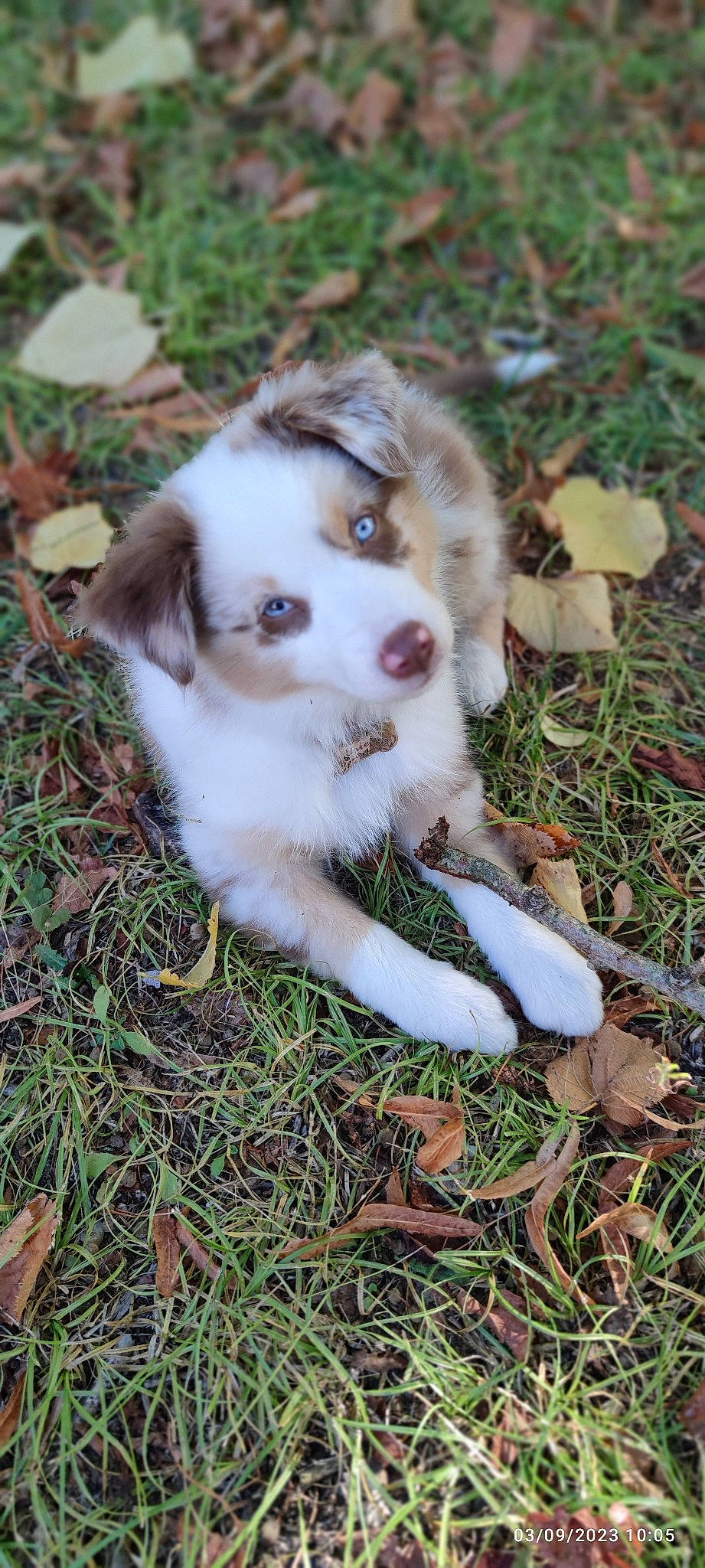 Uriell participe au concours pour gagner de l'argent avec cette photo : canidae, carnivore, companion_dog, dog, dog_breed, fawn, fur, grass, groundcover, gun_dog, plant, puppy, snout, soil, sporting_group, whiskers, working_animal