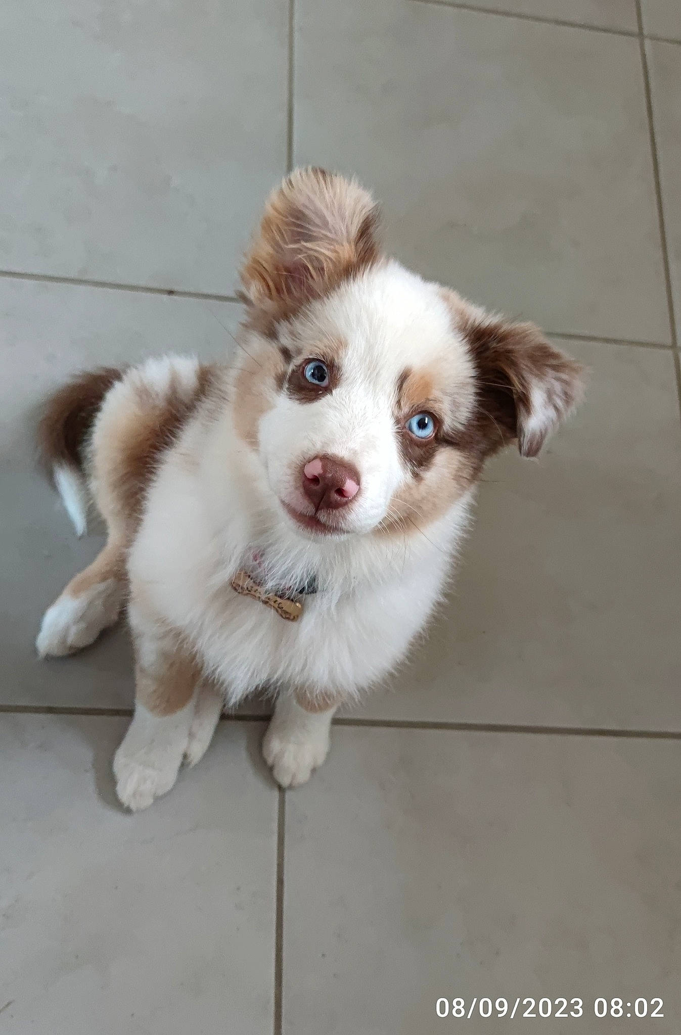 Uriell a rejoint le concours — aidez-le/la à gagner de superbes lots ! ancient_dog_breeds, ball, border_collie, canidae, carnivore, companion_dog, dog, dog_breed, fur, liver, paw, puppy, terrestrial_animal, toy_dog, whiskers, working_animal, working_dog