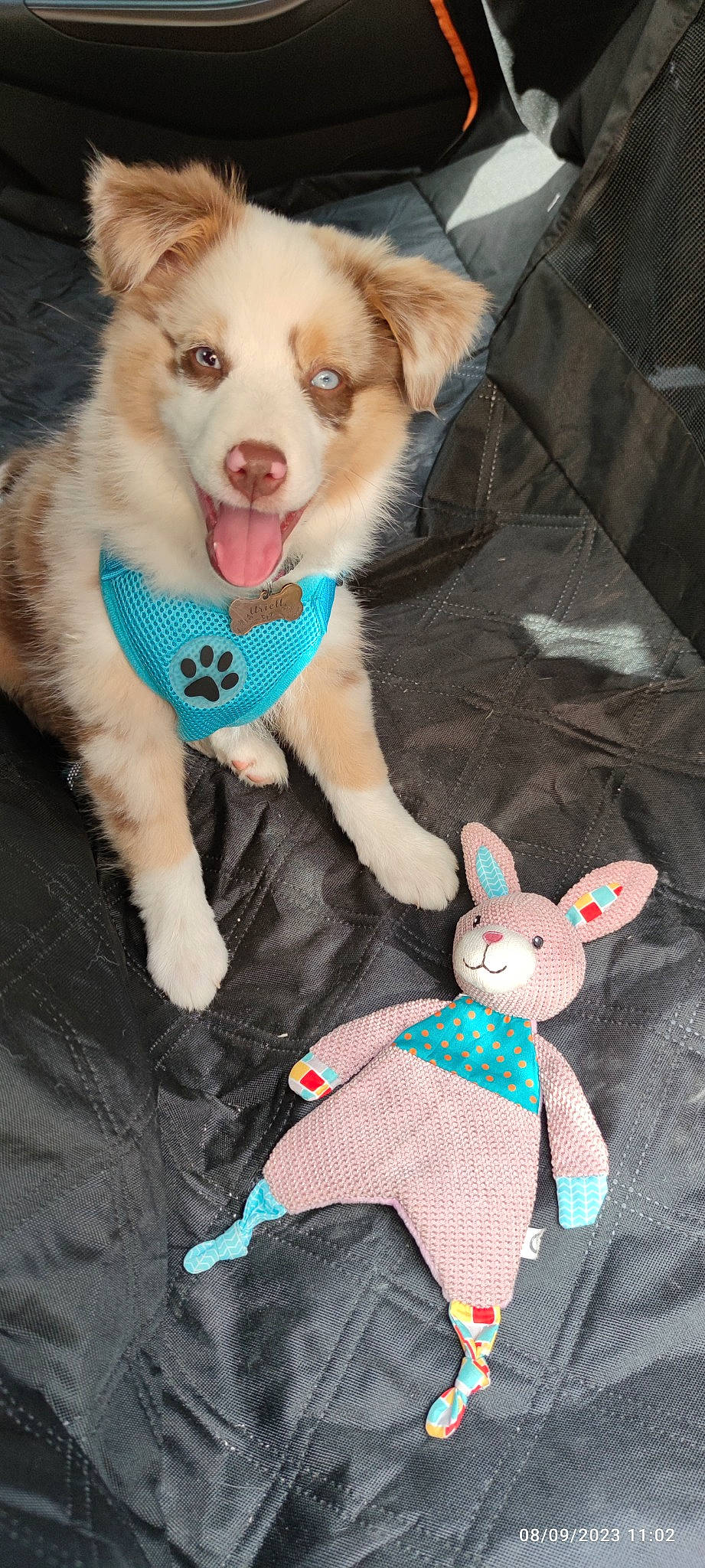 Uriell participe au concours pour gagner de l'argent avec cette photo : carmine, carnivore, companion_dog, dog, dog_collar, fashion_accessory, fawn, fur, mammal, pattern, paw, plush, rabbits_and_hares, siberian_husky, sled_dog, stuffed_toy, tail, toy, vertebrate, whiskers