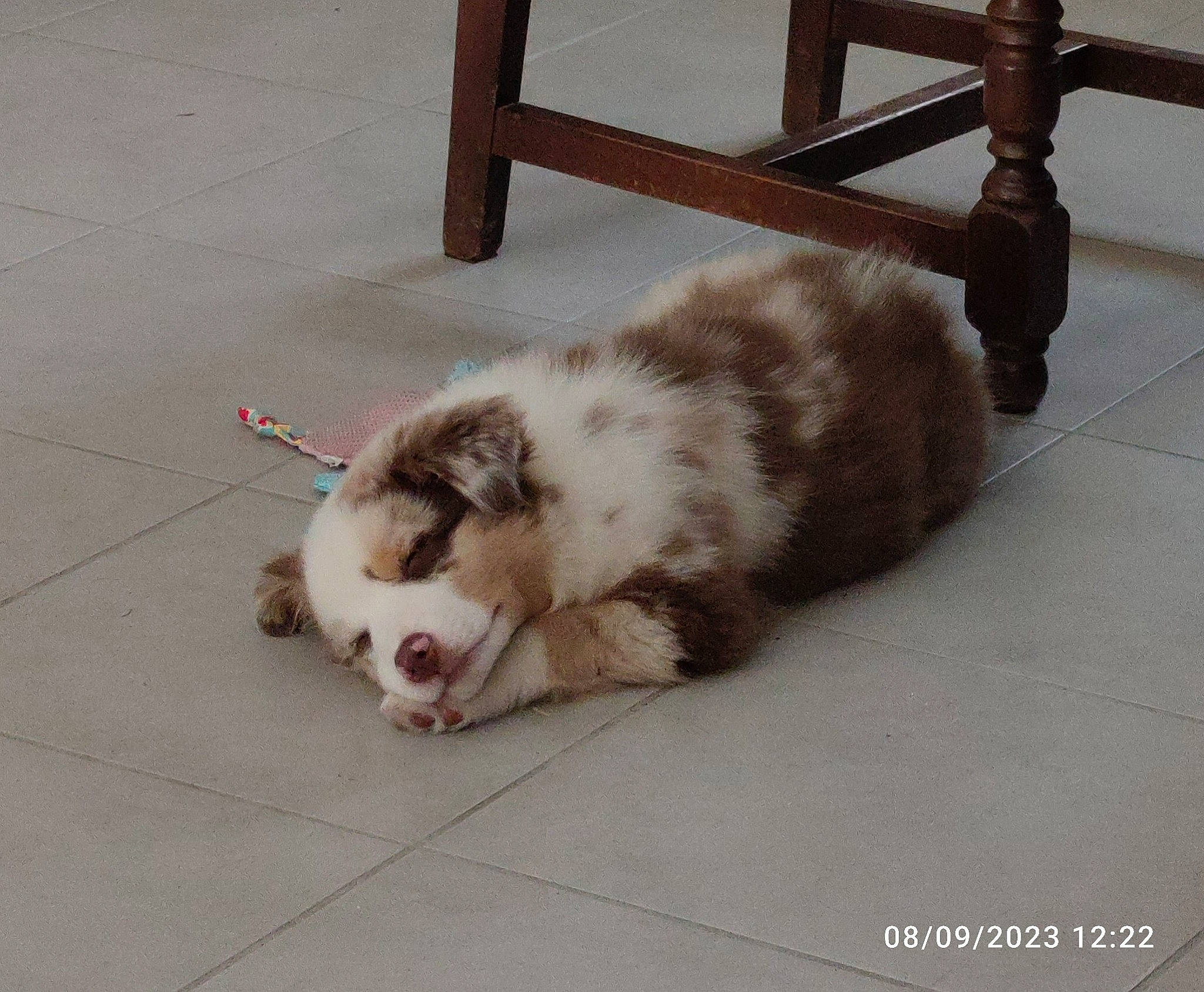 Uriell participe au concours pour gagner de l'argent avec cette photo : carnivore, cat, claw, comfort, companion_dog, dog_breed, domestic_short_haired_cat, fawn, felidae, floor, flooring, fur, hardwood, paw, small_to_medium_sized_cats, snout, tail, terrestrial_animal, whiskers, wood