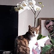 Mynie participe au concours pour gagner de l'argent avec cette photo : animal, bloom, cat, decor, feline, flower, framed_picture, green_leaf, houseplant, indoor, leaf, orchid, pet, plant, portrait, still_life, sunlight, tabby_cat, table, white_flower