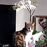 animal, bloom, cat, decor, feline, flower, framed_picture, green_leaf, houseplant, indoor, leaf, orchid, pet, plant, portrait, still_life, sunlight, tabby_cat, table, white_flower