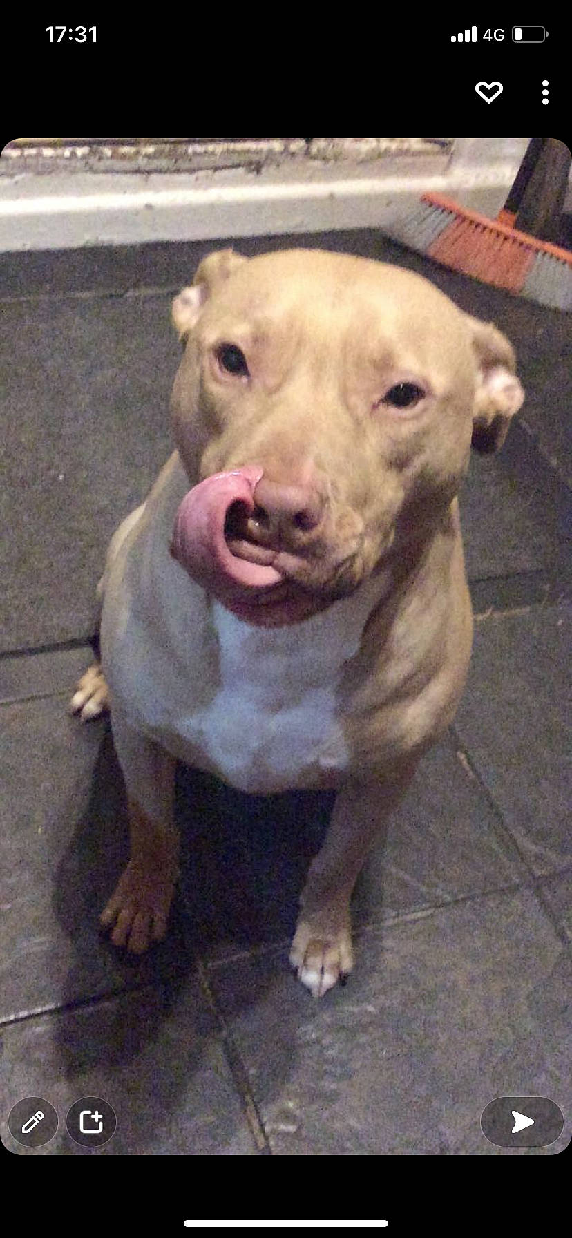 Buster is registered to the contest to win money with this photo: ancient_dog_breeds, canidae, carnivore, companion_dog, dog, dog_breed, dogo_argentino, fawn, hunting_dog, jaw, liver, livestock, non_sporting_group, pet_supply, snout, sporting_group, tail, terrestrial_animal, whiskers, working_animal