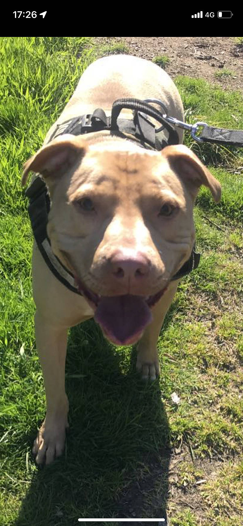 Buster is registered to the contest to win money with this photo: adventure, canidae, carnivore, collar, companion_dog, dog, dog_breed, dog_collar, fawn, grass, grassland, liver, personal_protective_equipment, plant, snout, sporting_group, sunglasses, terrestrial_animal, whiskers, working_animal