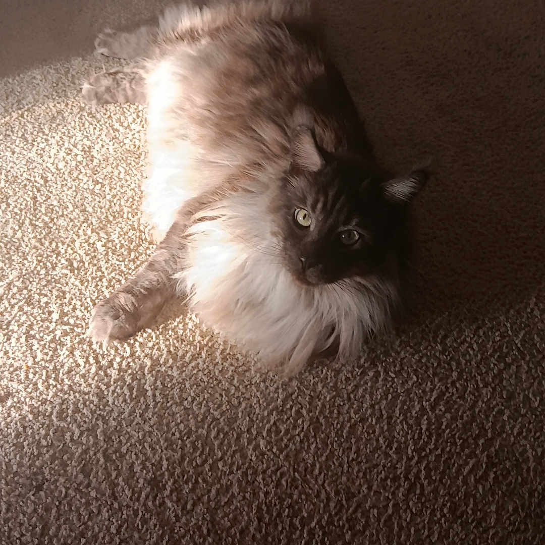 Gizmo is registered to the contest to win money with this photo: animal, carpet, cat, companion, cozy, cute, domestic_animal, eyes, feline, fluffy, fur, indoor, laying, mammal, pet, quiet, relaxed, resting, sunlight, whiskers