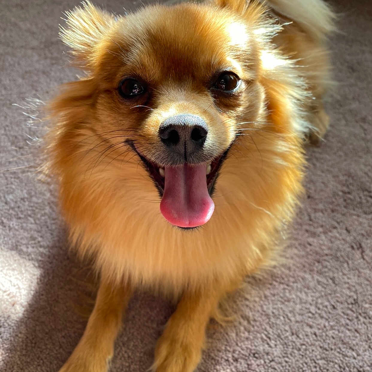 Daisy is registered to the contest to win money with this photo: animal, canine, carpet, close_up, companion, cute, dog, domestic_animal, fluffy, friendly, fur, golden_brown, happy, indoor, paw, pet, smiling, sunlight, tail, tongue_out