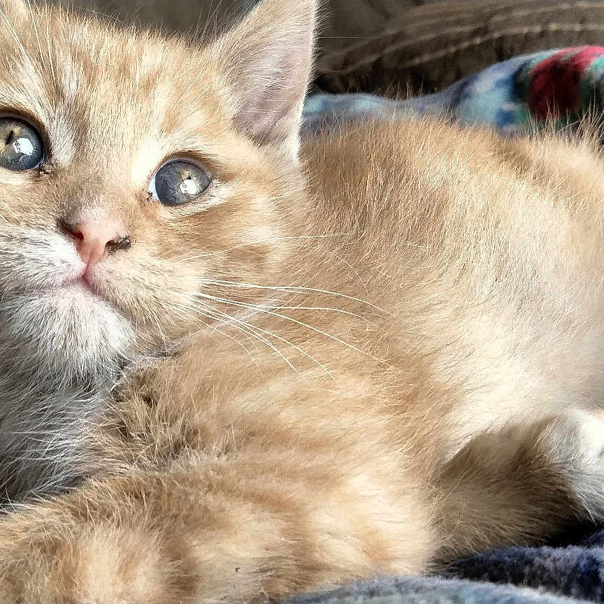 Stormiey is registered to the contest to win money with this photo: animal, blanket, cat, closeup, cozy, curious, cute, feline, fluffy, fur, indoor, kitten, orange_tabby, paw, pet, resting, sleepy, soft, whiskers, young