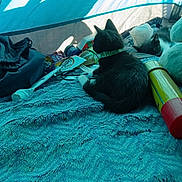 Bahgeera is registered to the contest to win money with this photo: animal, black_and_white, blanket, canister, cat, cozy, daylight, fabric, furry, indoor, kitten, pet, plastic_bag, relaxing, resting, shadow, soft_texture, spatula, stuffed_toy, tent