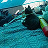 animal, black_and_white, blanket, canister, cat, cozy, daylight, fabric, furry, indoor, kitten, pet, plastic_bag, relaxing, resting, shadow, soft_texture, spatula, stuffed_toy, tent