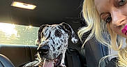 Huckleberry joined the competition — help win amazing prizes! dog, great_dane, car, backseat, woman, blonde, tongue_out, leash, seatbelt, window, sunlight, portrait, pet, happy, smiling, vehicle_interior, collar, seat, human, closeup