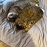 Wendell joined the competition — help win amazing prizes! animal, bed, blanket, brown, cat, cozy, domestic_cat, ears, fur, fur_pattern, gray, indoor, paw, pet, relaxation, resting, sleeping, soft, tabby, whiskers