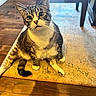 Wendell joined the competition — help win amazing prizes! cat, tabby, white_paws, sitting, curious_eyes, indoor, rug, wooden_floor, furniture_leg, pet, animal, whiskers, flooring, domestic_cat, looking_up, cute, household, feline, relaxed, tabby_pattern