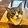 Wendell joined the competition — help win amazing prizes! cat, tabby, pet, animal, curious, closeup, whiskers, indoor, floor, rug, furniture, wooden_floor, ears, nose, eyes, face, domestic_cat, mammal, looking_up, household
