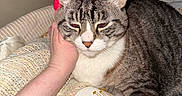 Wendell is registered to the contest to win money with this photo: animal, bed, blanket, cat, comfort, companion, cozy, domestic, ears, face, feline, fur, hand, indoor, pet, resting, sleepy, striped, tabby, whiskers