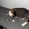 Wendell is registered to the contest to win money with this photo: animal, bench, cat, checkered_pattern, cozy, cute, feline, fur, household, indoor, peaceful, pet, quiet, relaxed, resting, sleeping, striped_fur, tabby, whiskers, white_paws